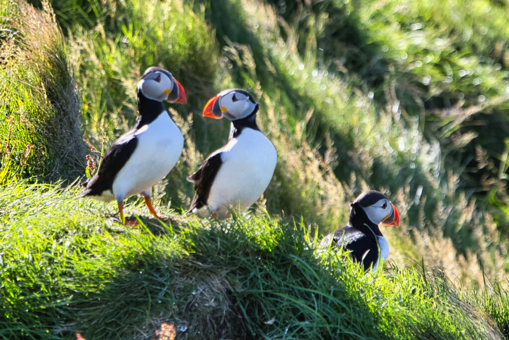 Vestmannaeyjar