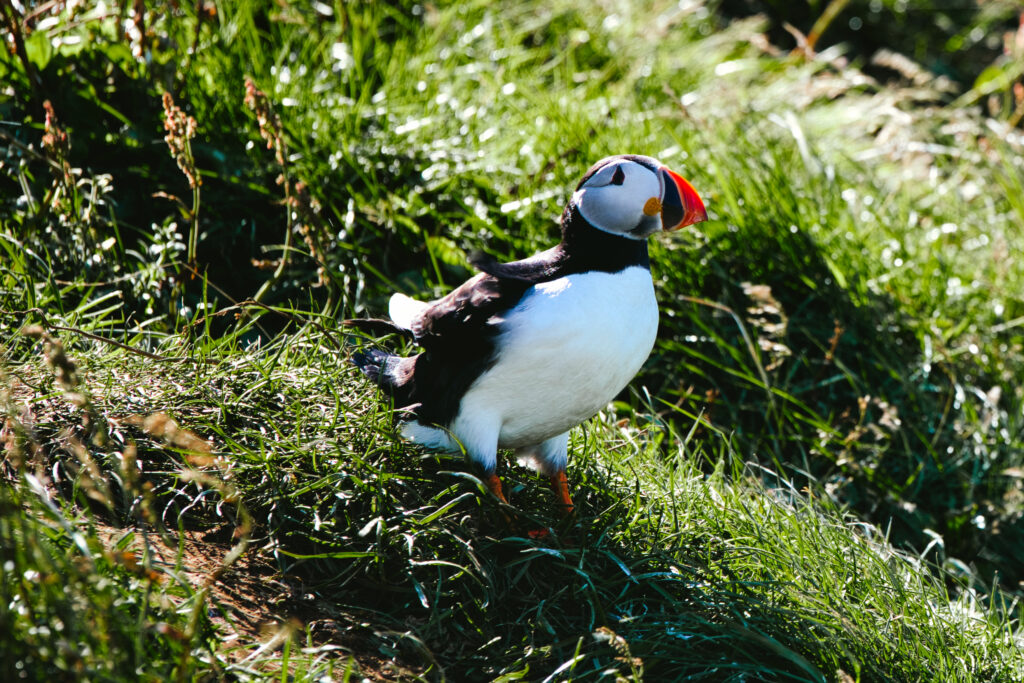 Vestmannaeyjar