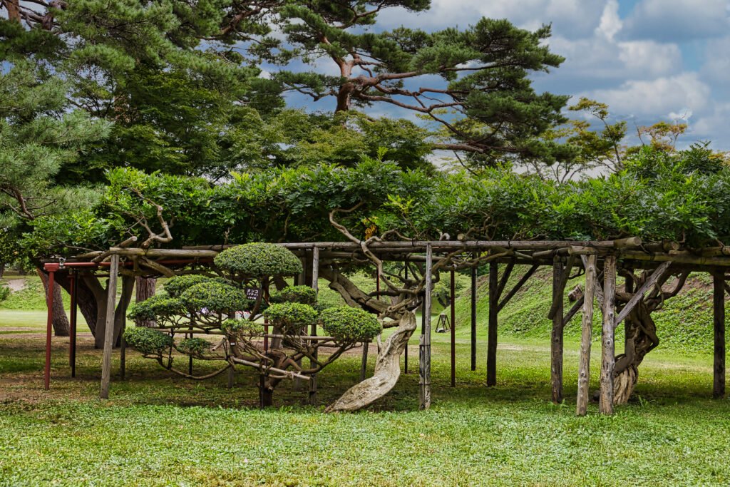 Goryokaku Park (五稜郭公園)