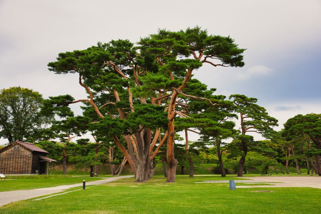 Goryokaku Park (五稜郭公園)