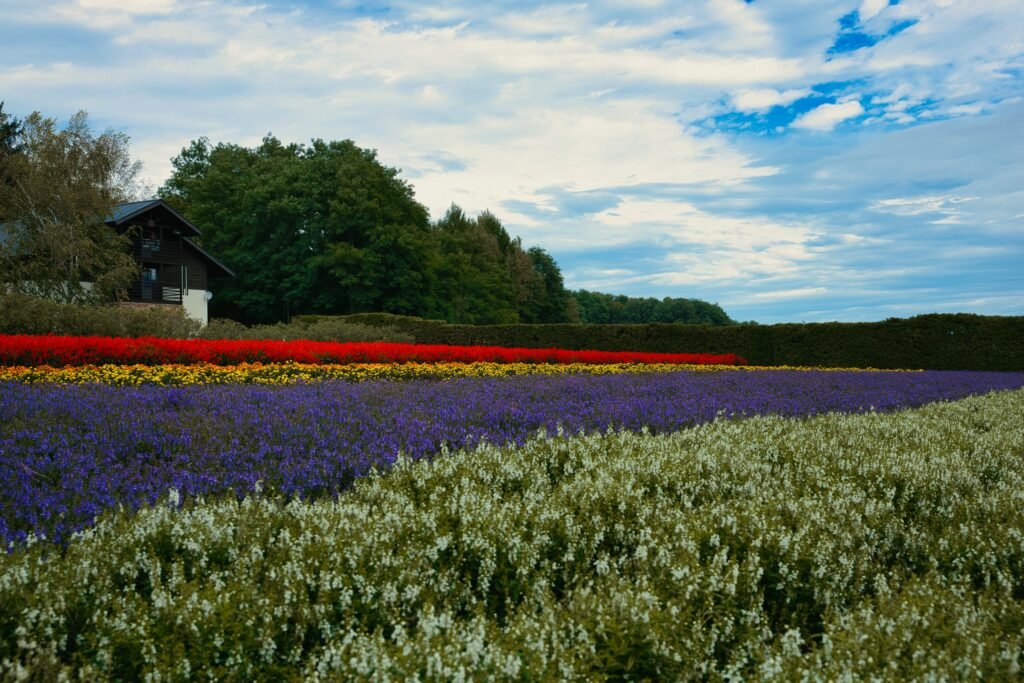 Farm Tomita