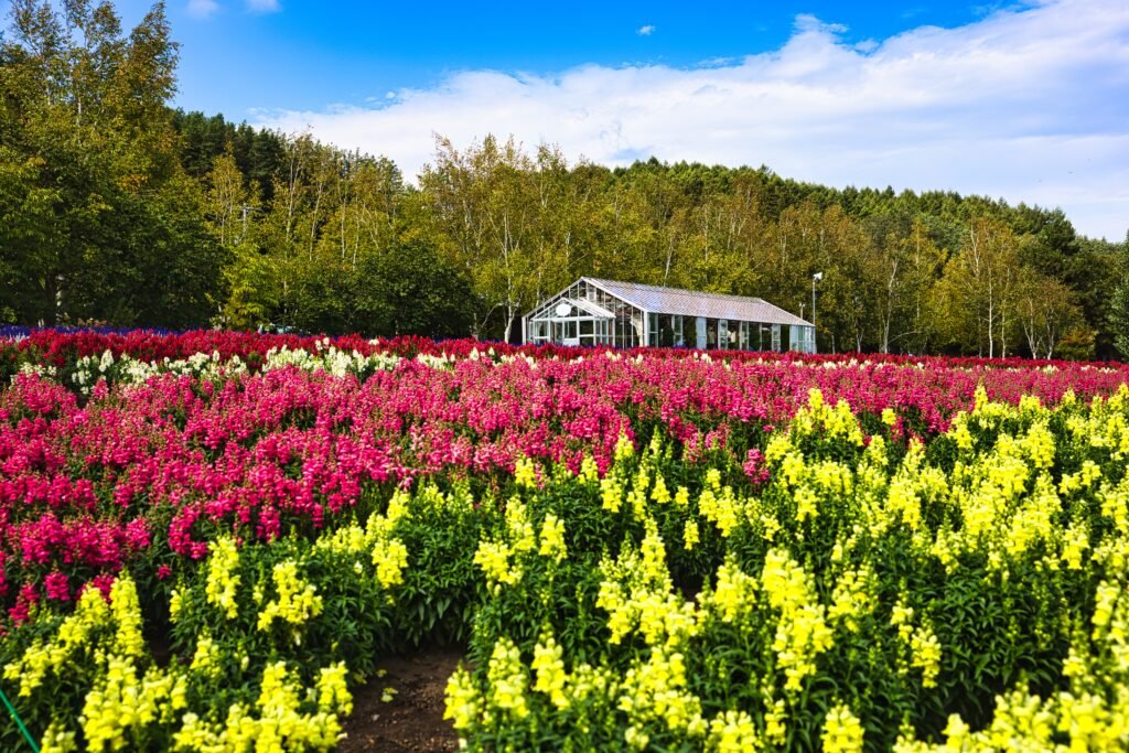 Farm Tomita