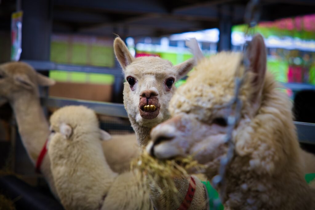 Alpaca Farm