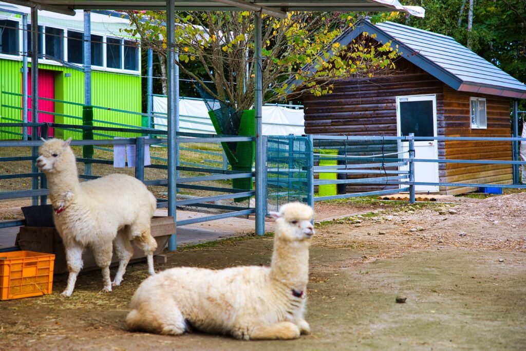 Alpaca Farm