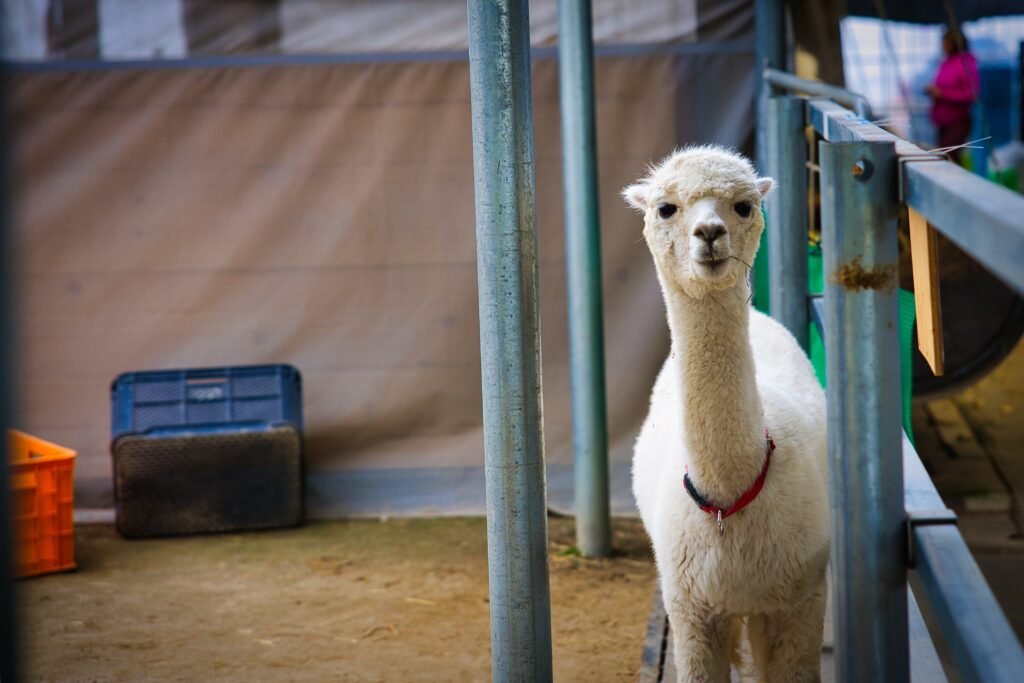 Alpaca Farm