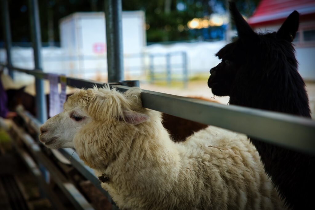 Alpaca Farm